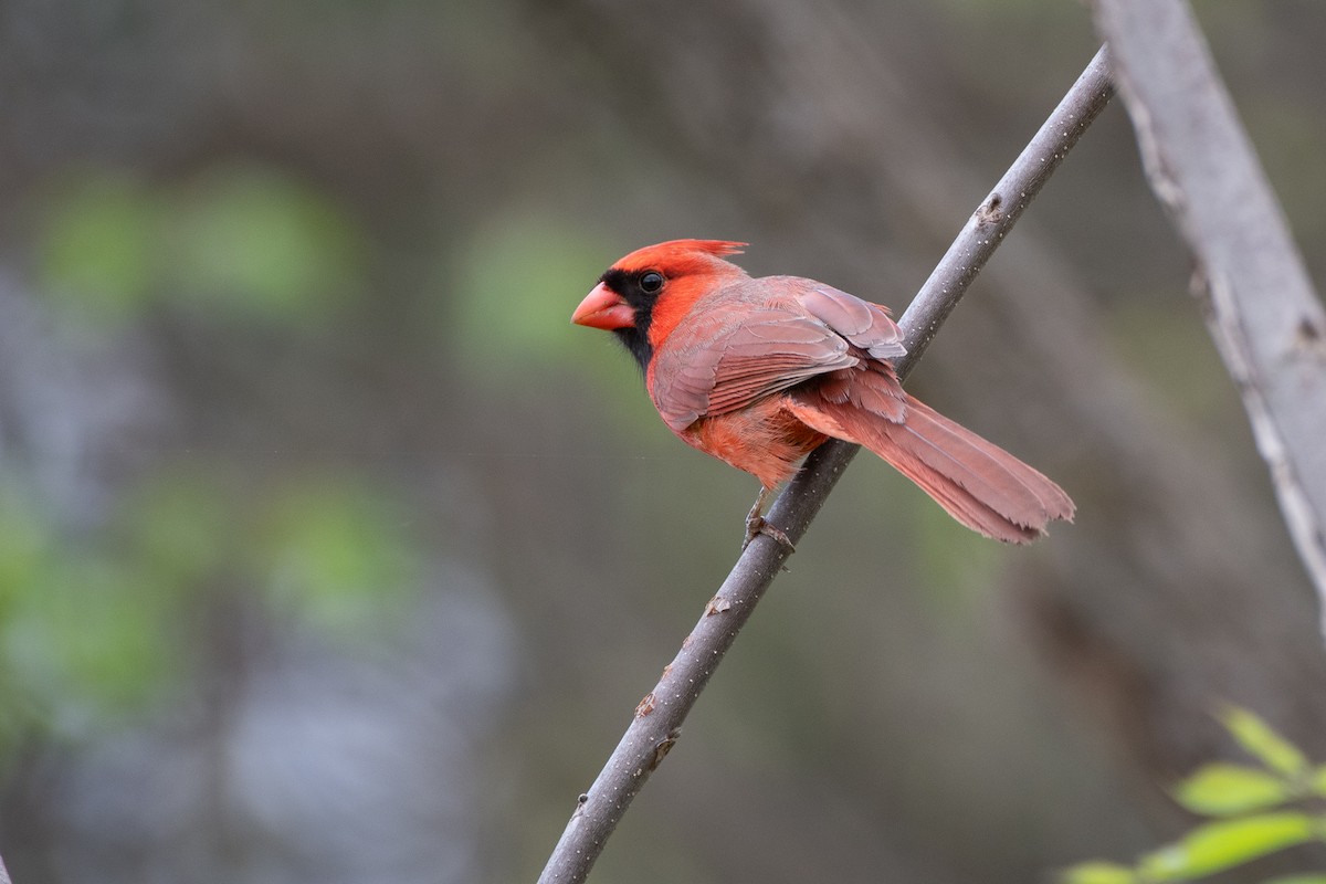 Northern Cardinal - ML618636877