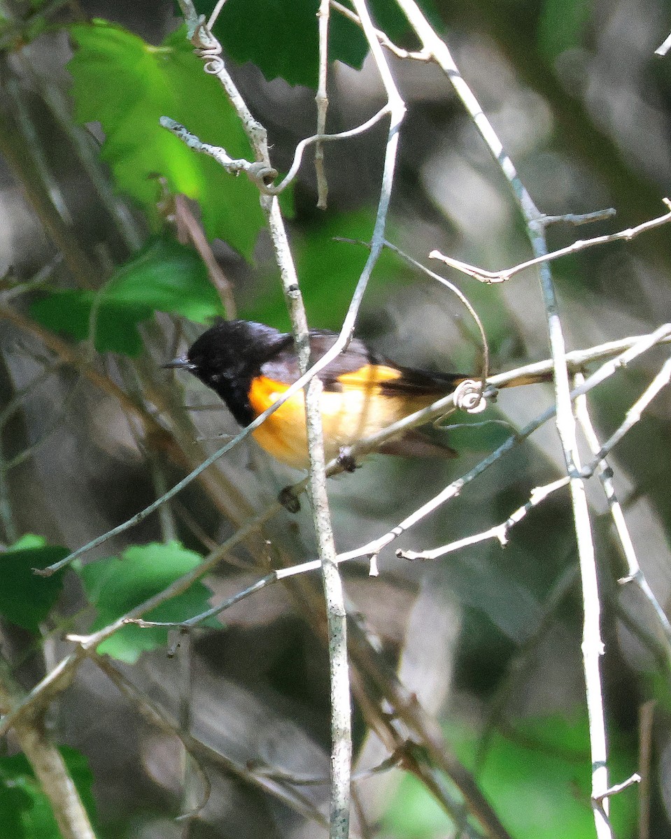 American Redstart - Rick Kittinger