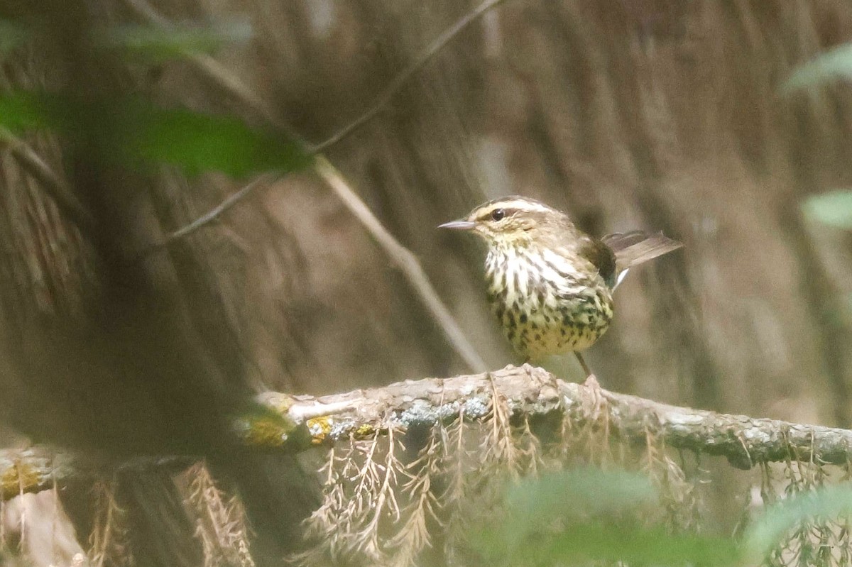 Northern Waterthrush - ML618636900