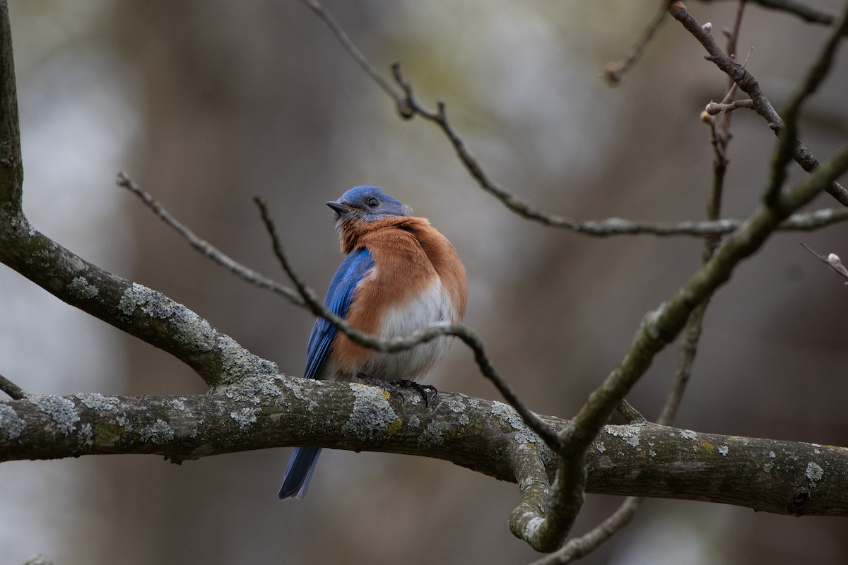 Eastern Bluebird - ML618636923