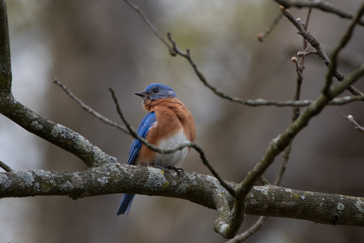 Eastern Bluebird - ML618636924