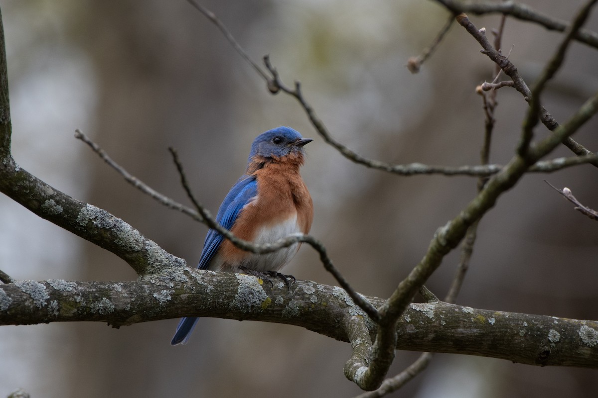 Eastern Bluebird - ML618636925