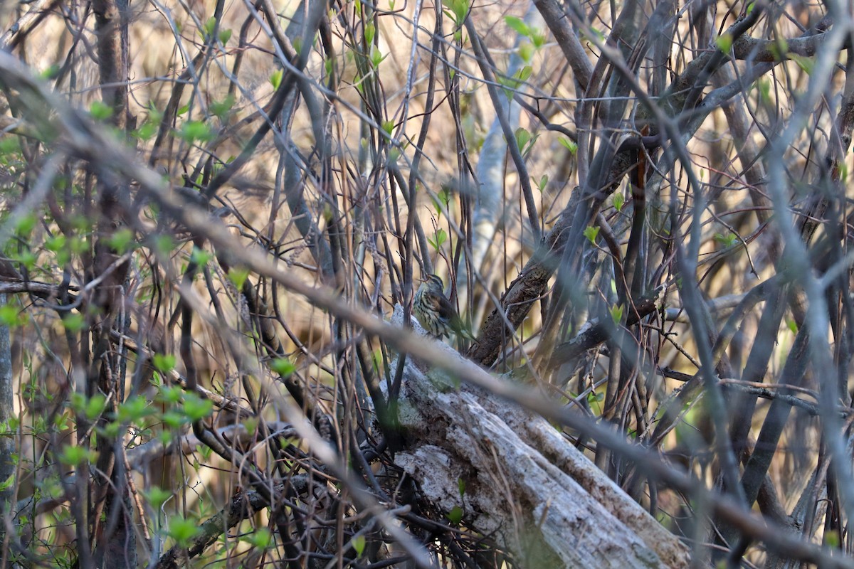 Northern Waterthrush - ML618636946