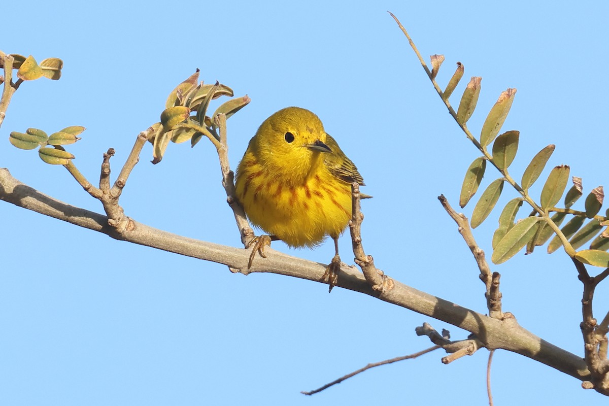 Yellow Warbler - Tom Fangrow