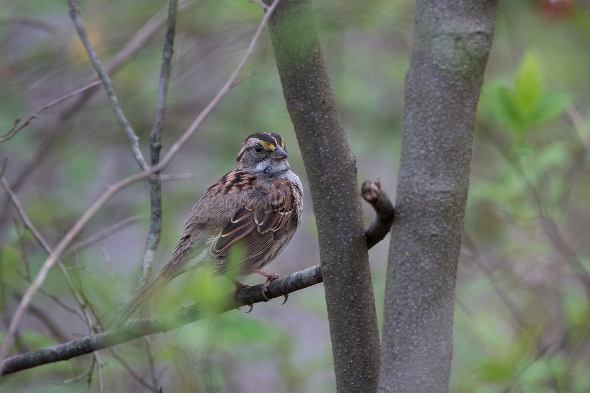 White-throated Sparrow - ML618636959