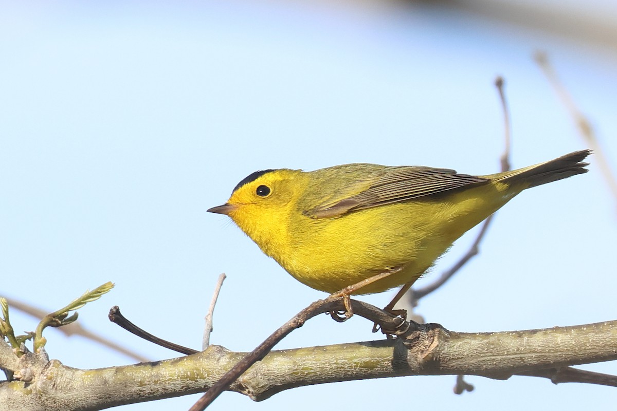 Wilson's Warbler - ML618636960