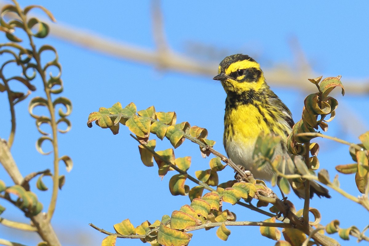 Townsend's Warbler - ML618636977