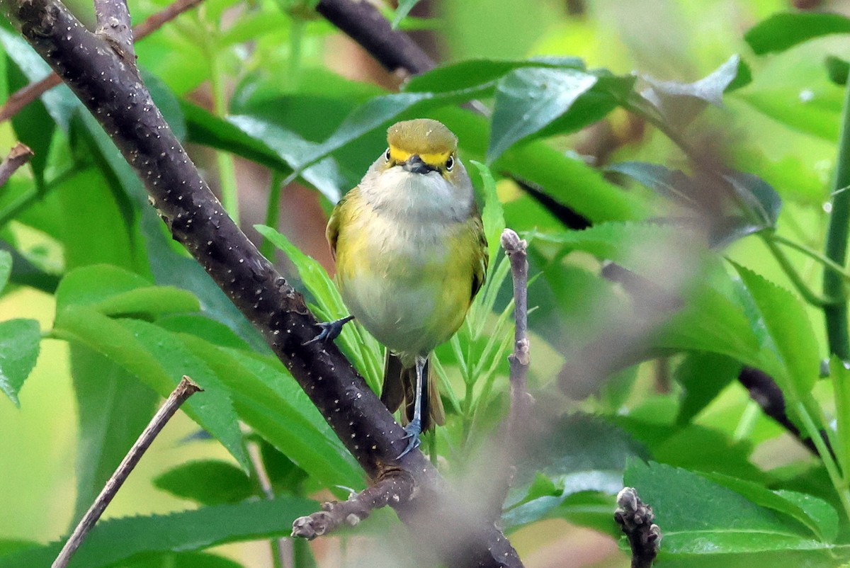 Vireo Ojiblanco - ML618636979