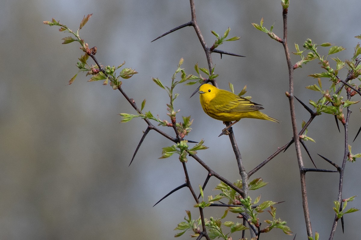 Yellow Warbler (Northern) - ML618636985