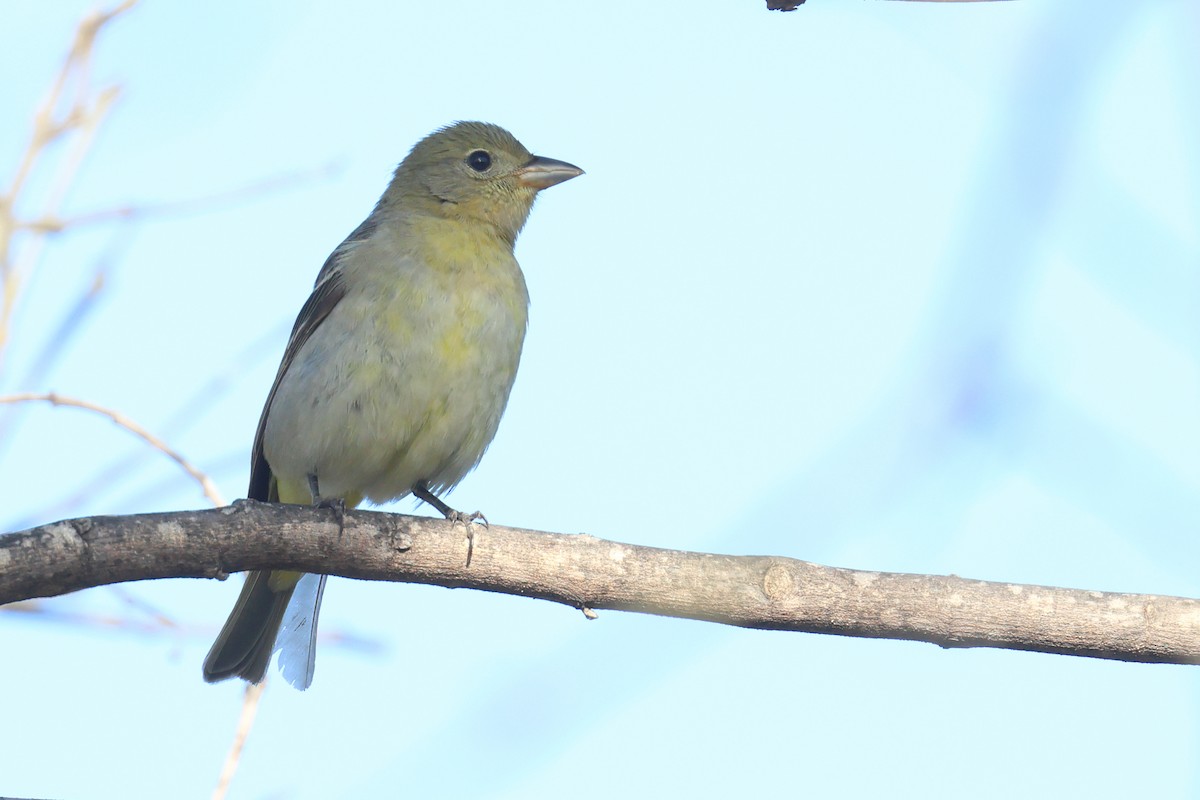 Western Tanager - Tom Fangrow