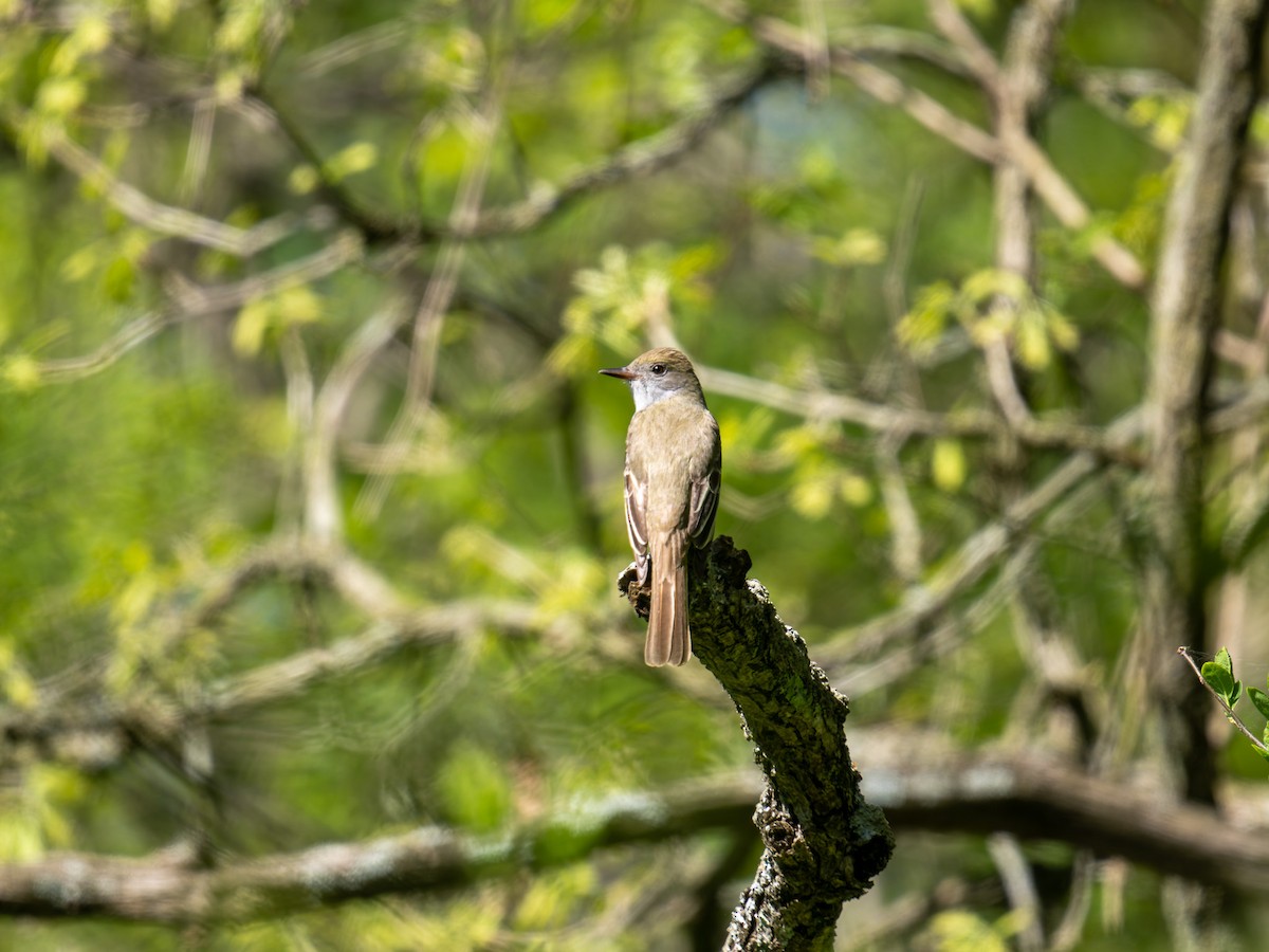 Great Crested Flycatcher - ML618636988
