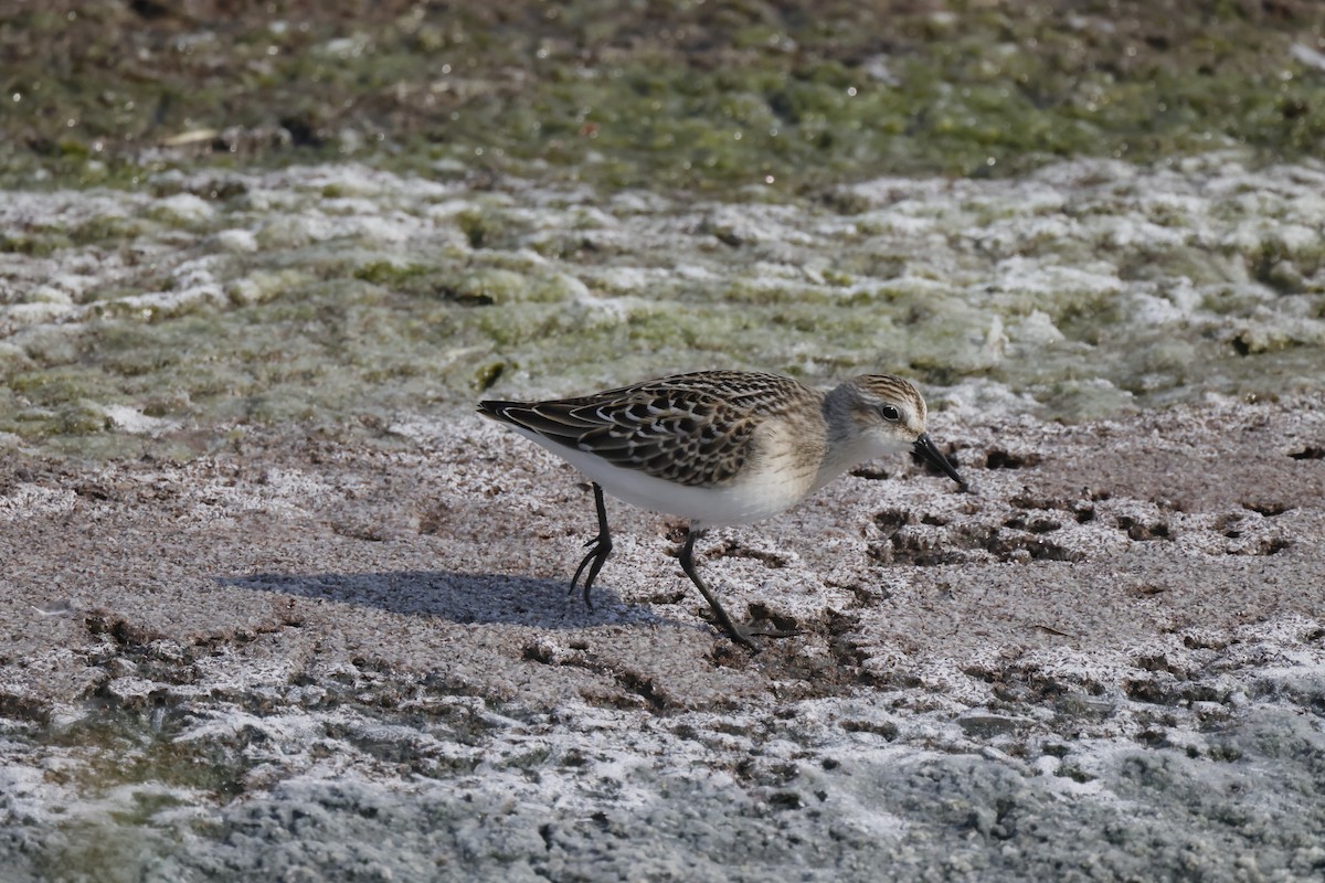 Semipalmated Sandpiper - ML618636999