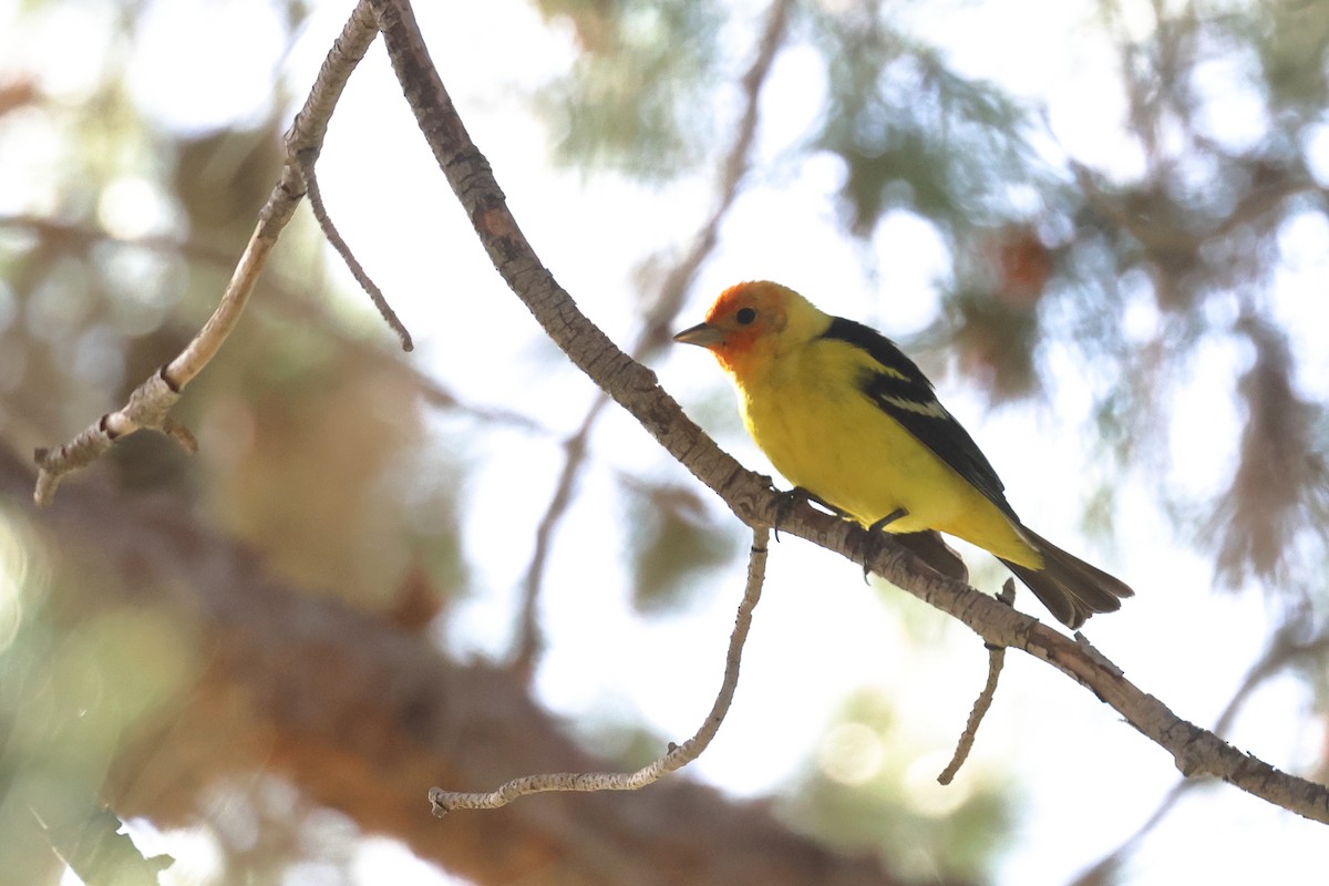 Western Tanager - Tom Fangrow