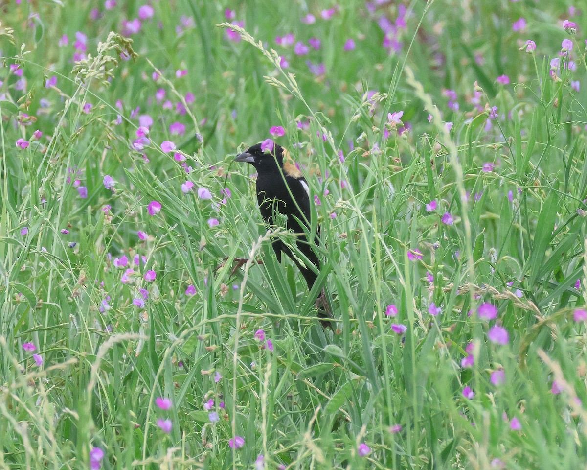 bobolink americký - ML618637015