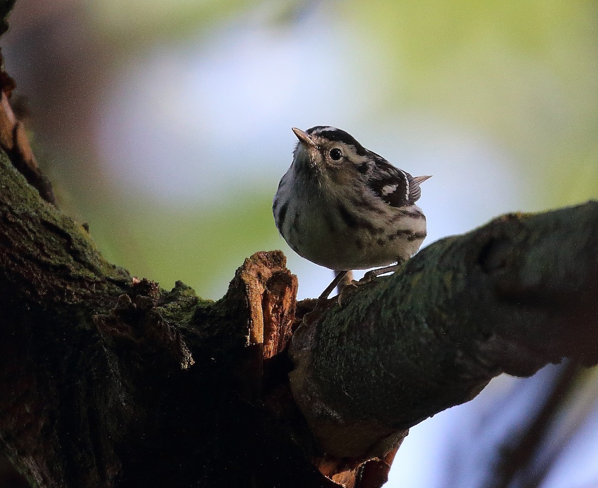 Black-and-white Warbler - Wolfgang Oesterreich