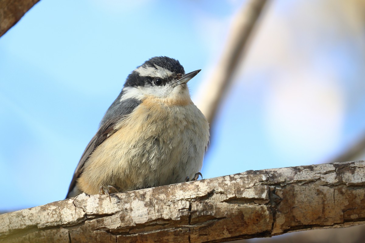 Red-breasted Nuthatch - Tom Fangrow