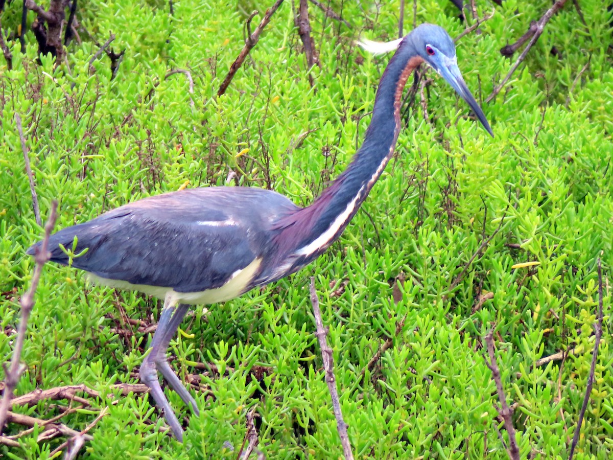 Tricolored Heron - ML618637052