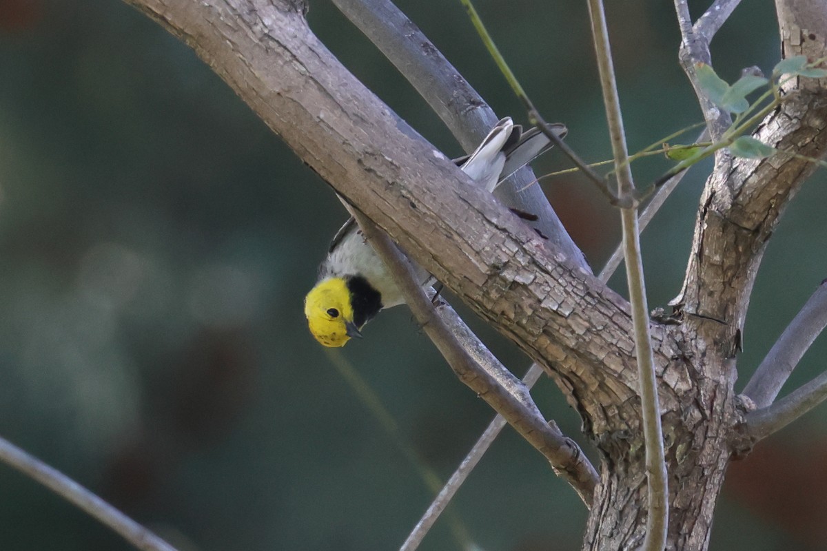 Hermit Warbler - ML618637056