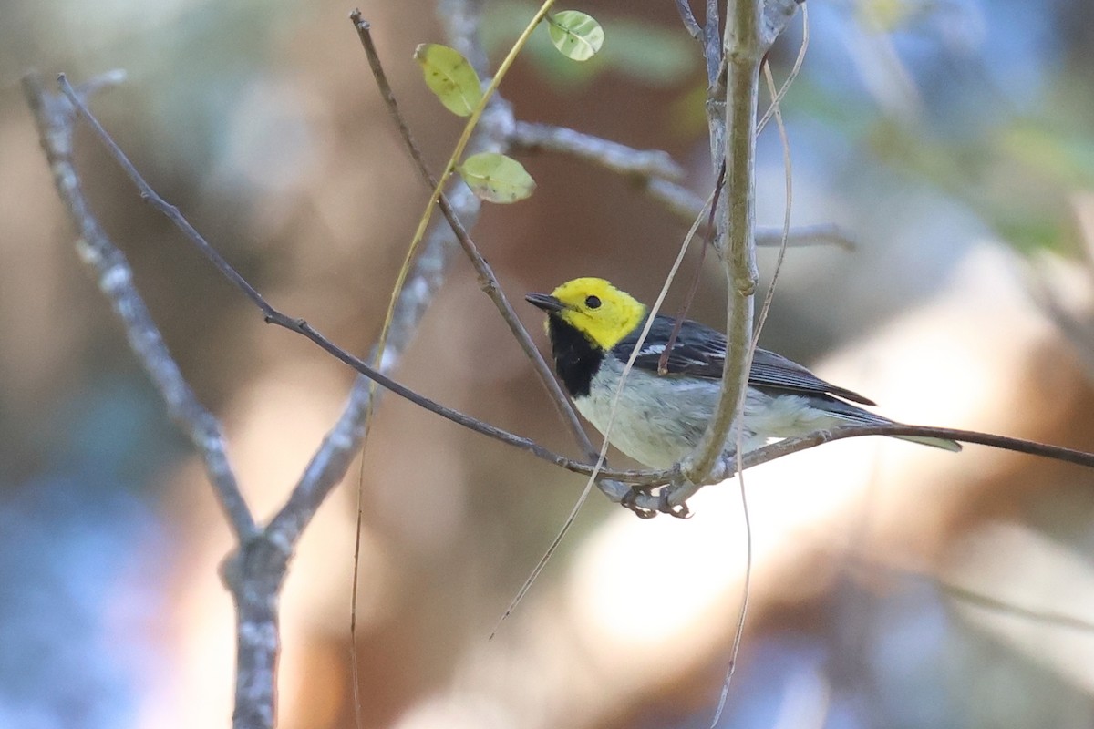 Paruline à tête jaune - ML618637060