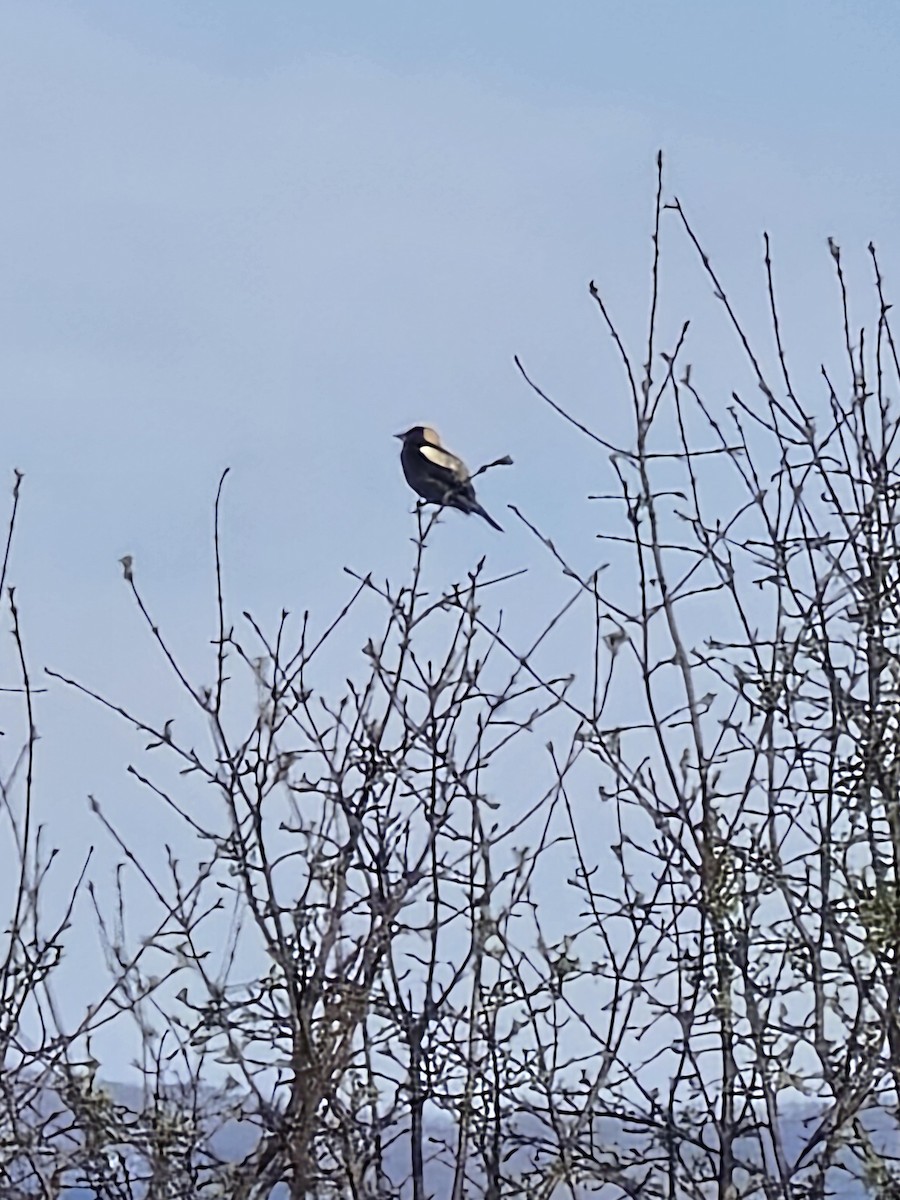 Bobolink - ML618637062