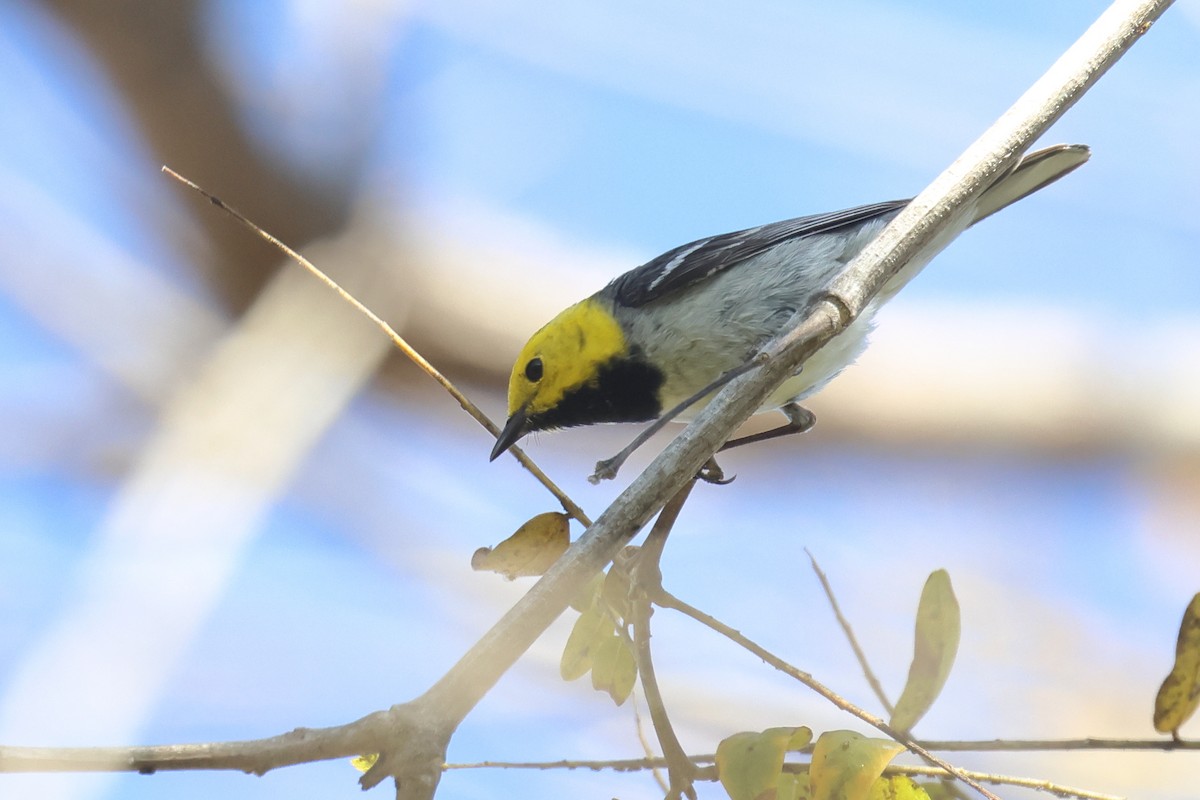 Paruline à tête jaune - ML618637065