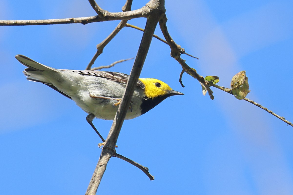 Paruline à tête jaune - ML618637067