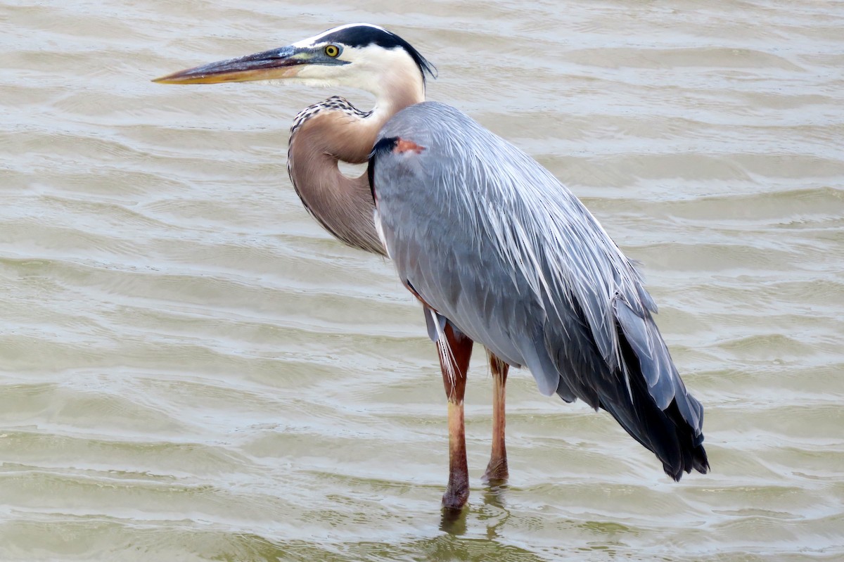 Great Blue Heron - ML618637082