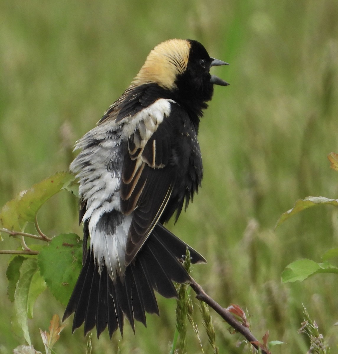 Bobolink - inga schmidt