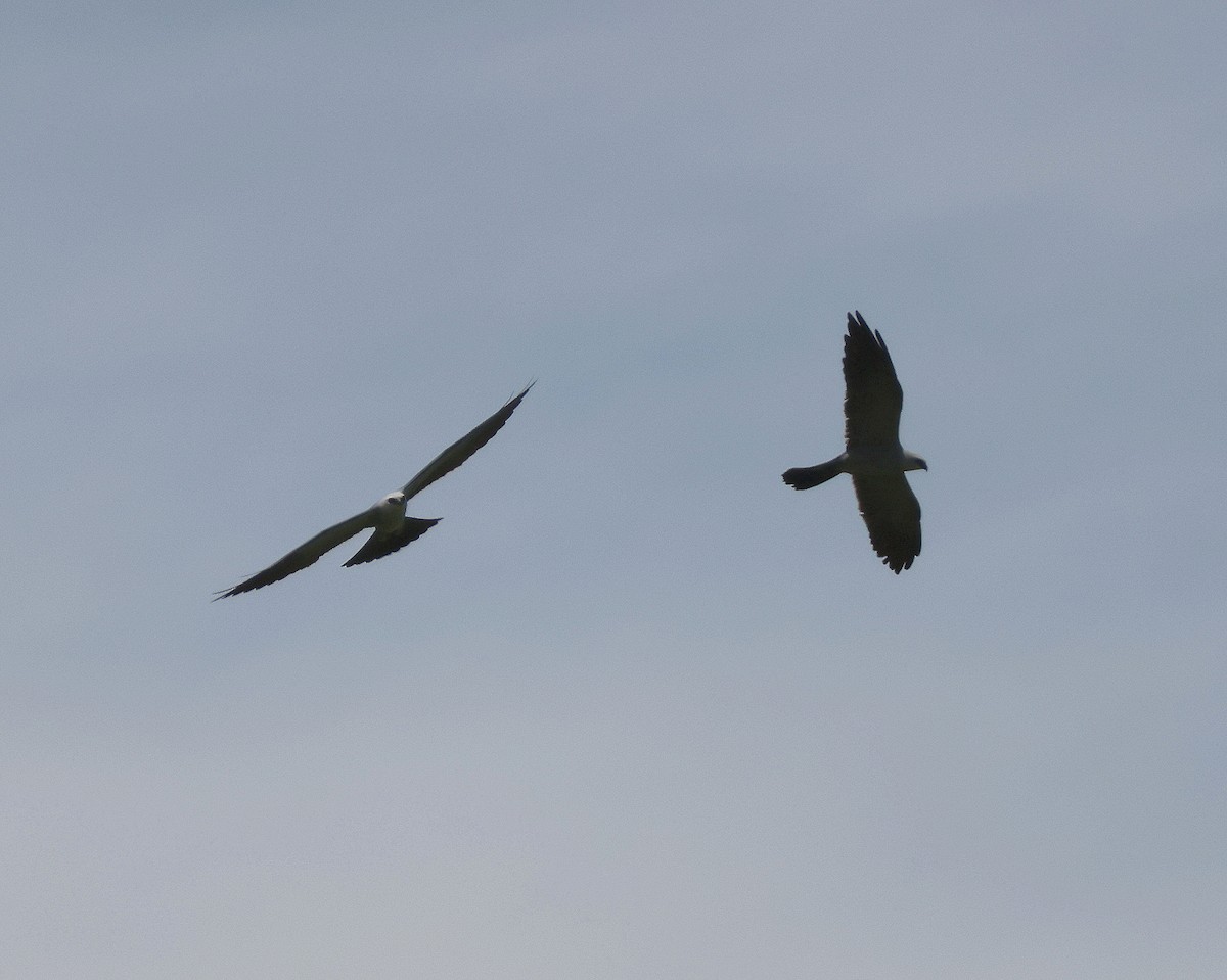 Mississippi Kite - Rick Kittinger