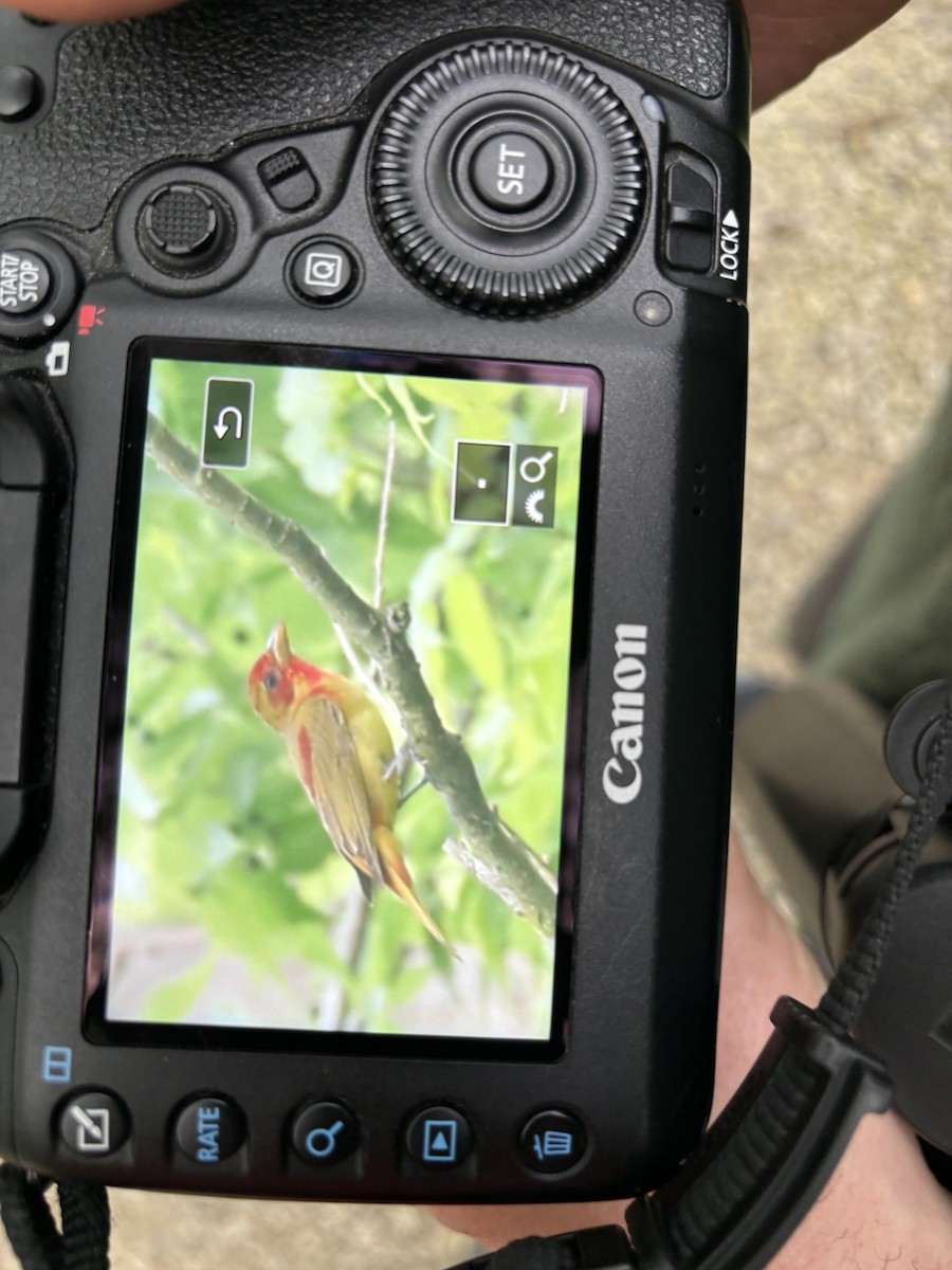 Summer Tanager - Edith Dinger Wadkins