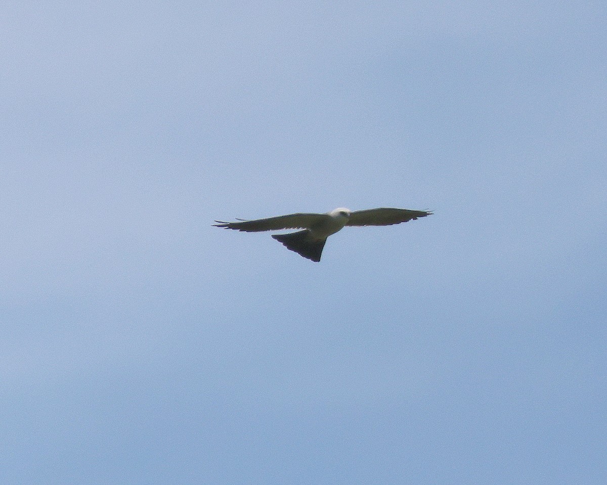 Mississippi Kite - Rick Kittinger