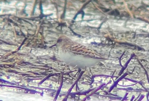 Bécasseau sanderling - ML618637142