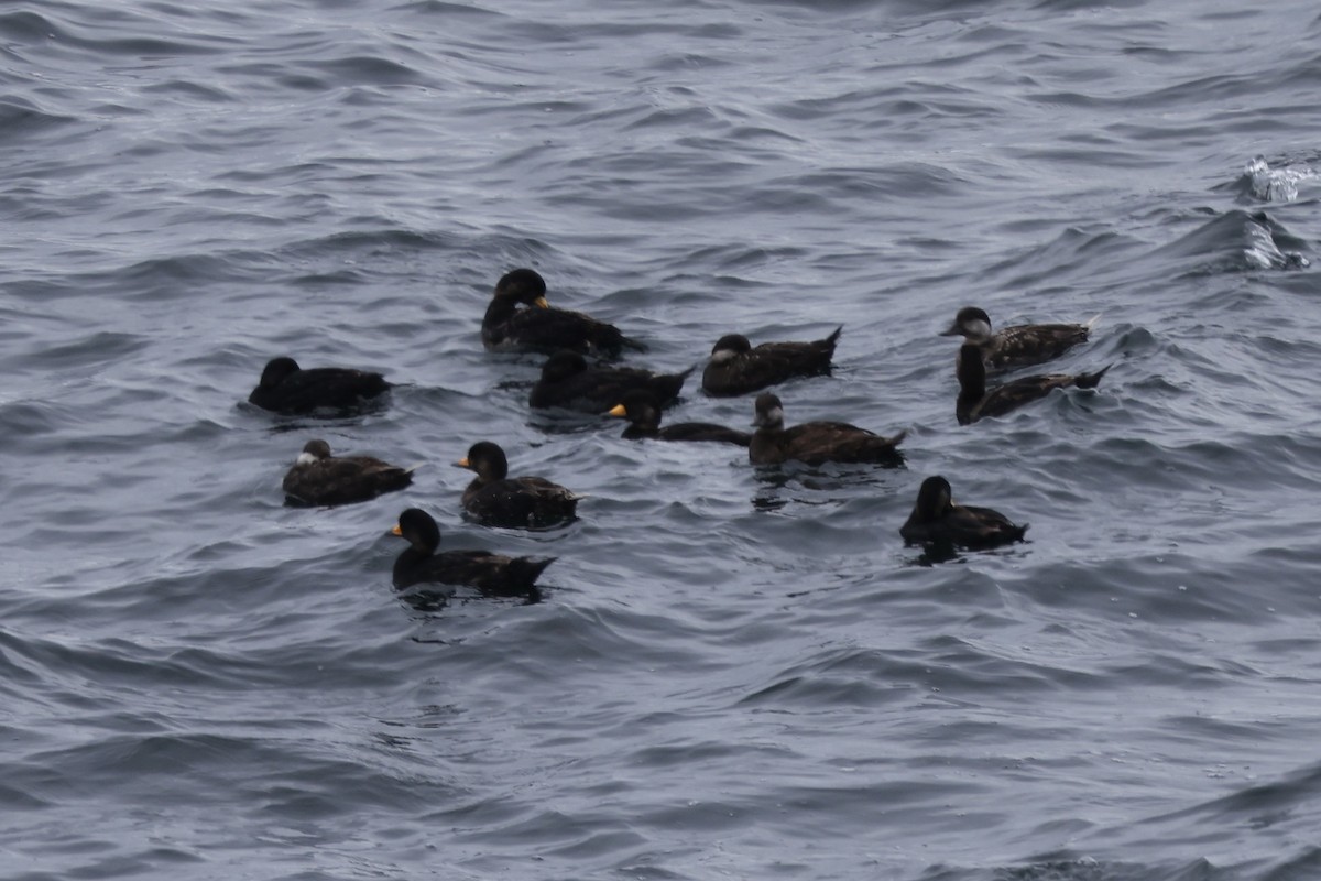 Black Scoter - ML618637146