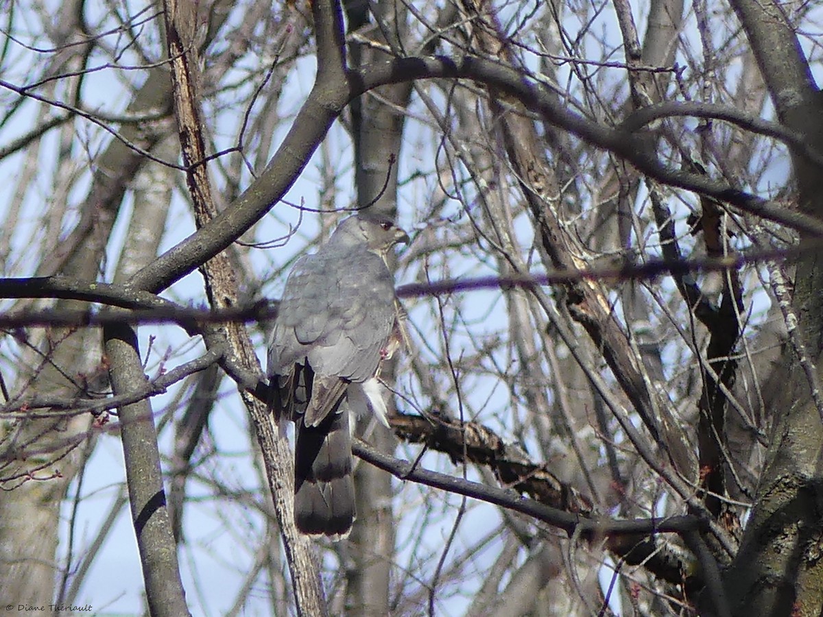 Cooper's Hawk - ML618637175