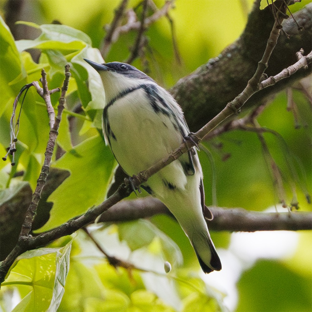 Cerulean Warbler - Nat Carmichael