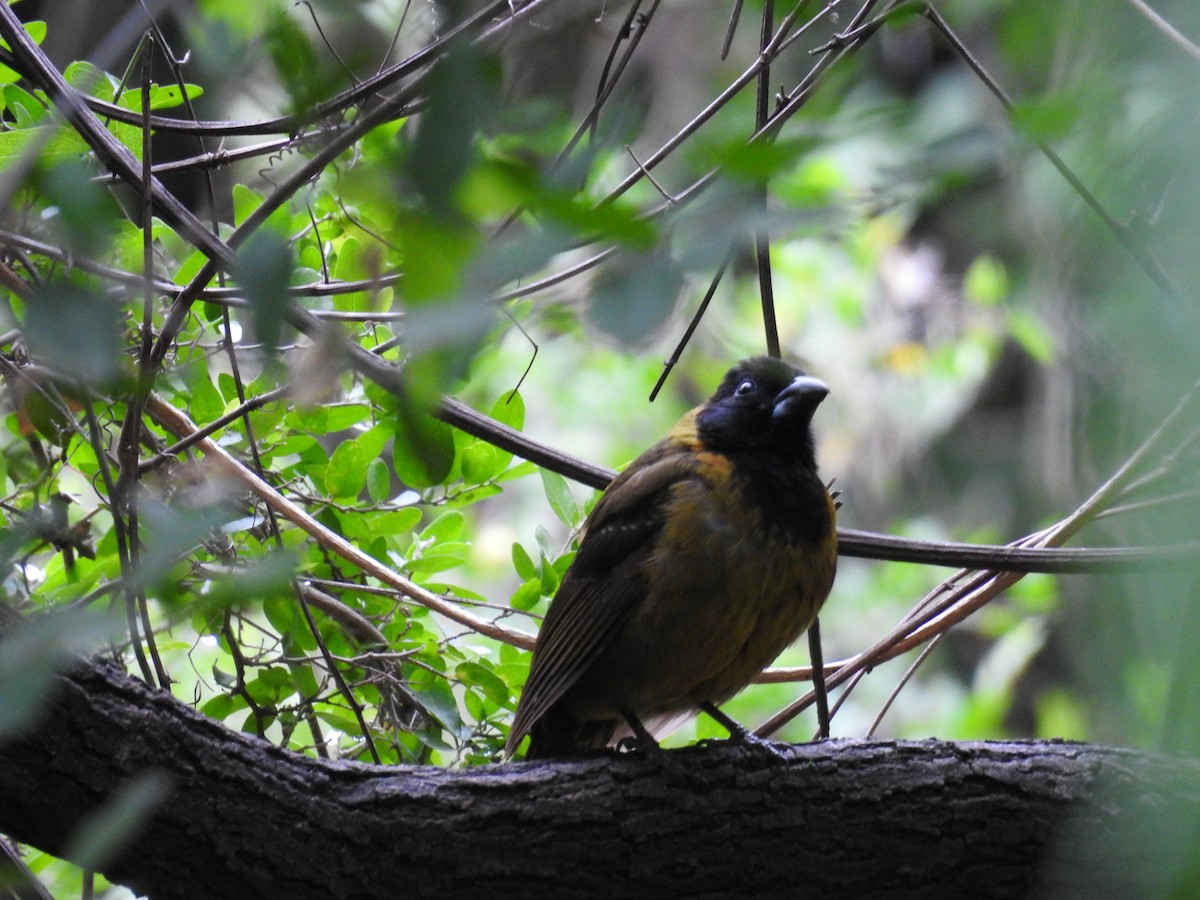 Crimson-collared Grosbeak - ML618637179