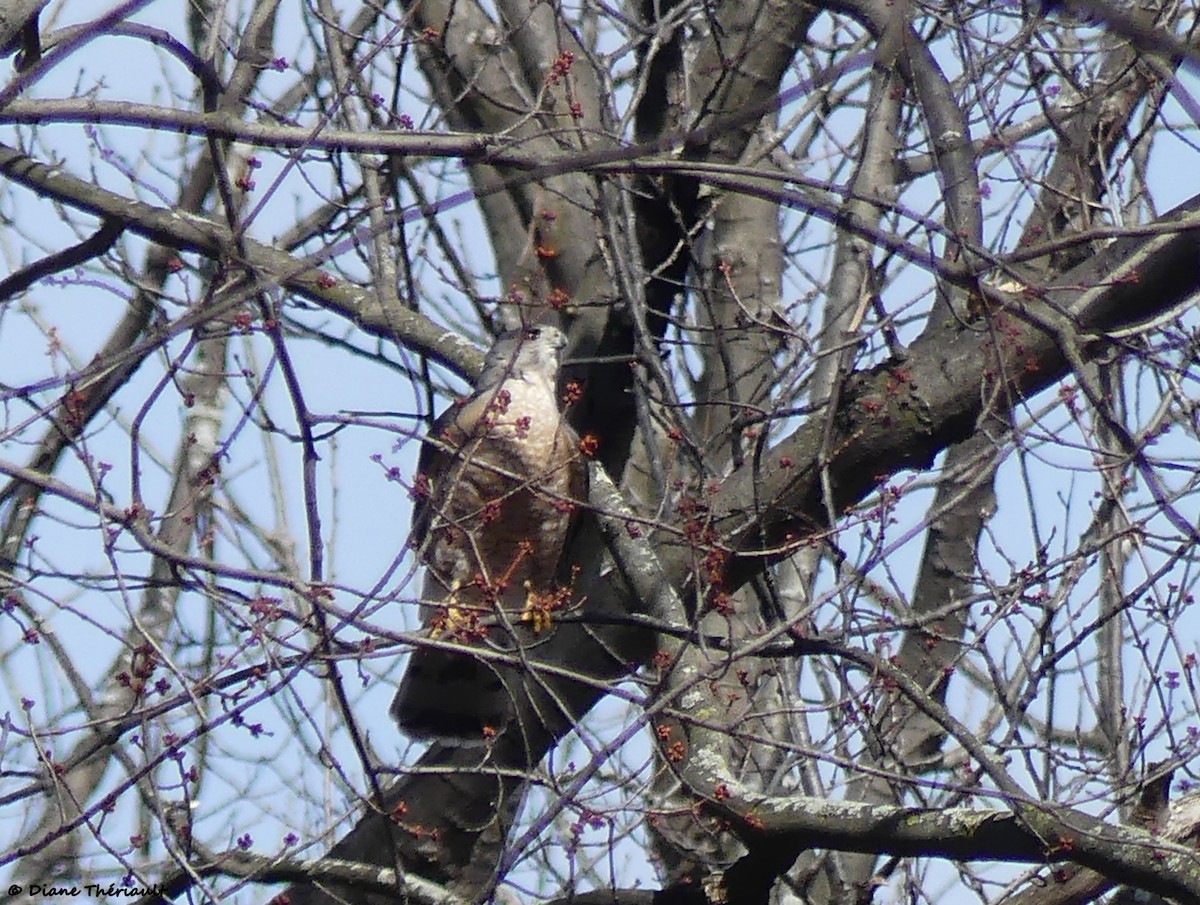 Cooper's Hawk - ML618637207