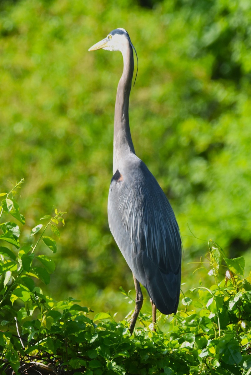 Great Blue Heron - ML618637215