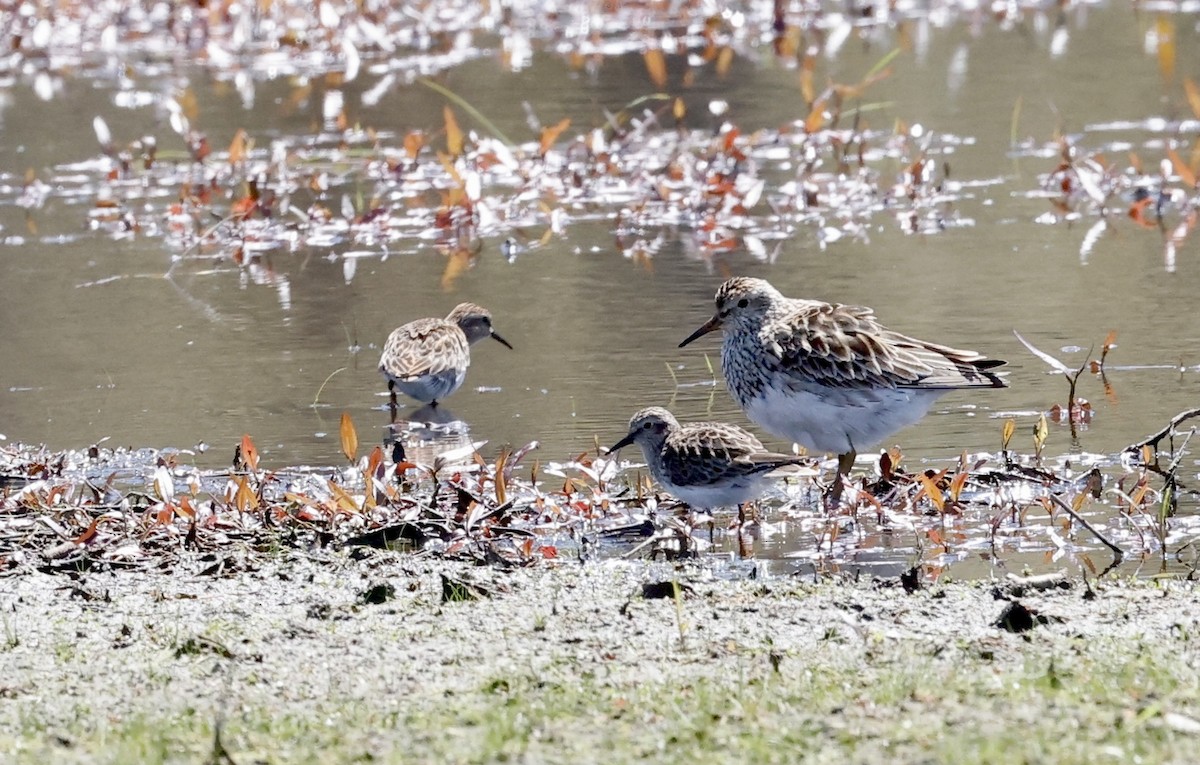 Graubrust-Strandläufer - ML618637217