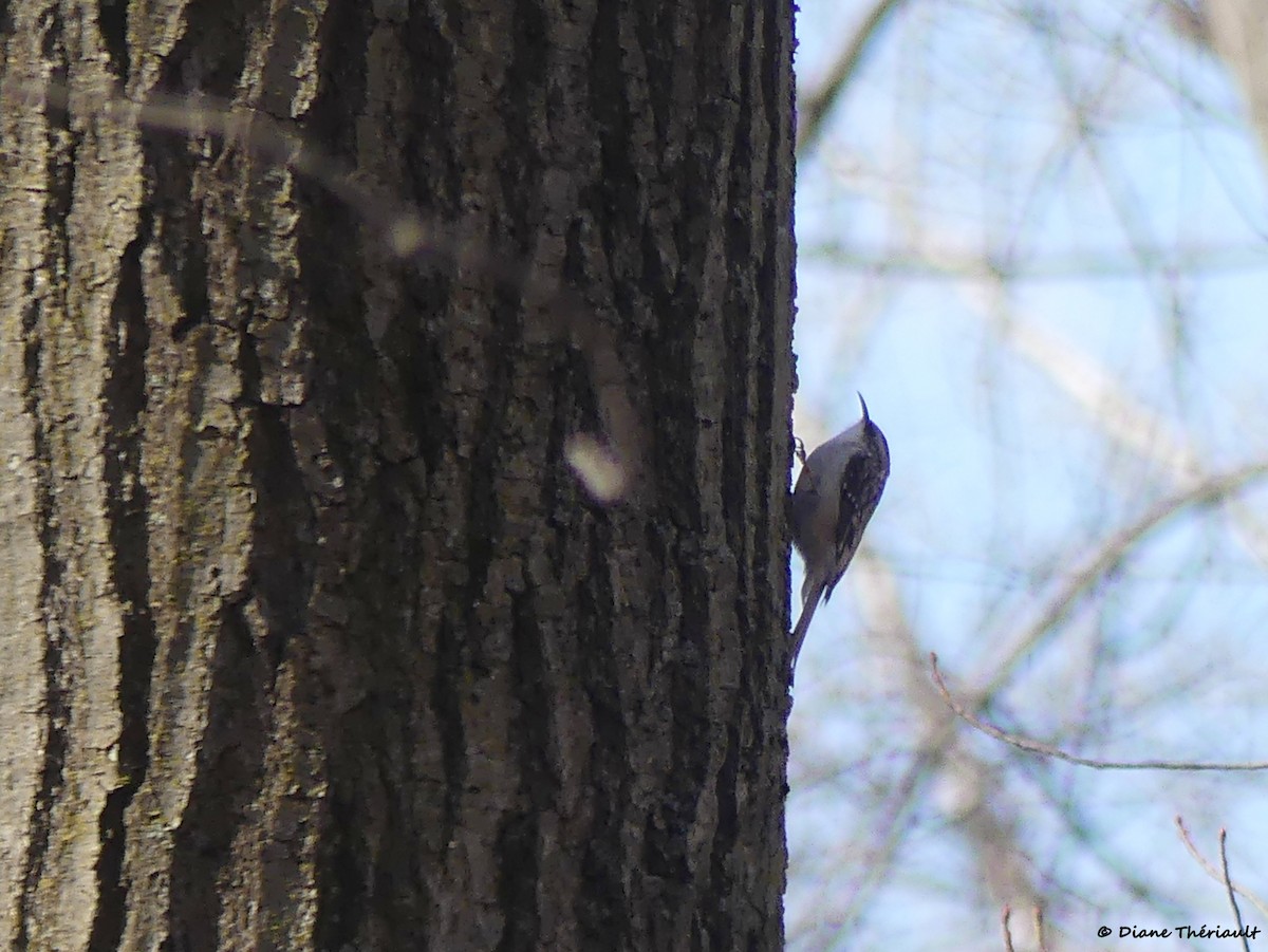 Brown Creeper - ML618637227