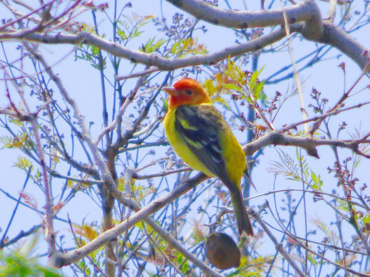Western Tanager - ML618637303