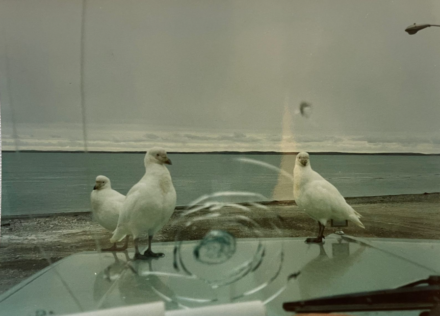 Snowy Sheathbill - ML618637310