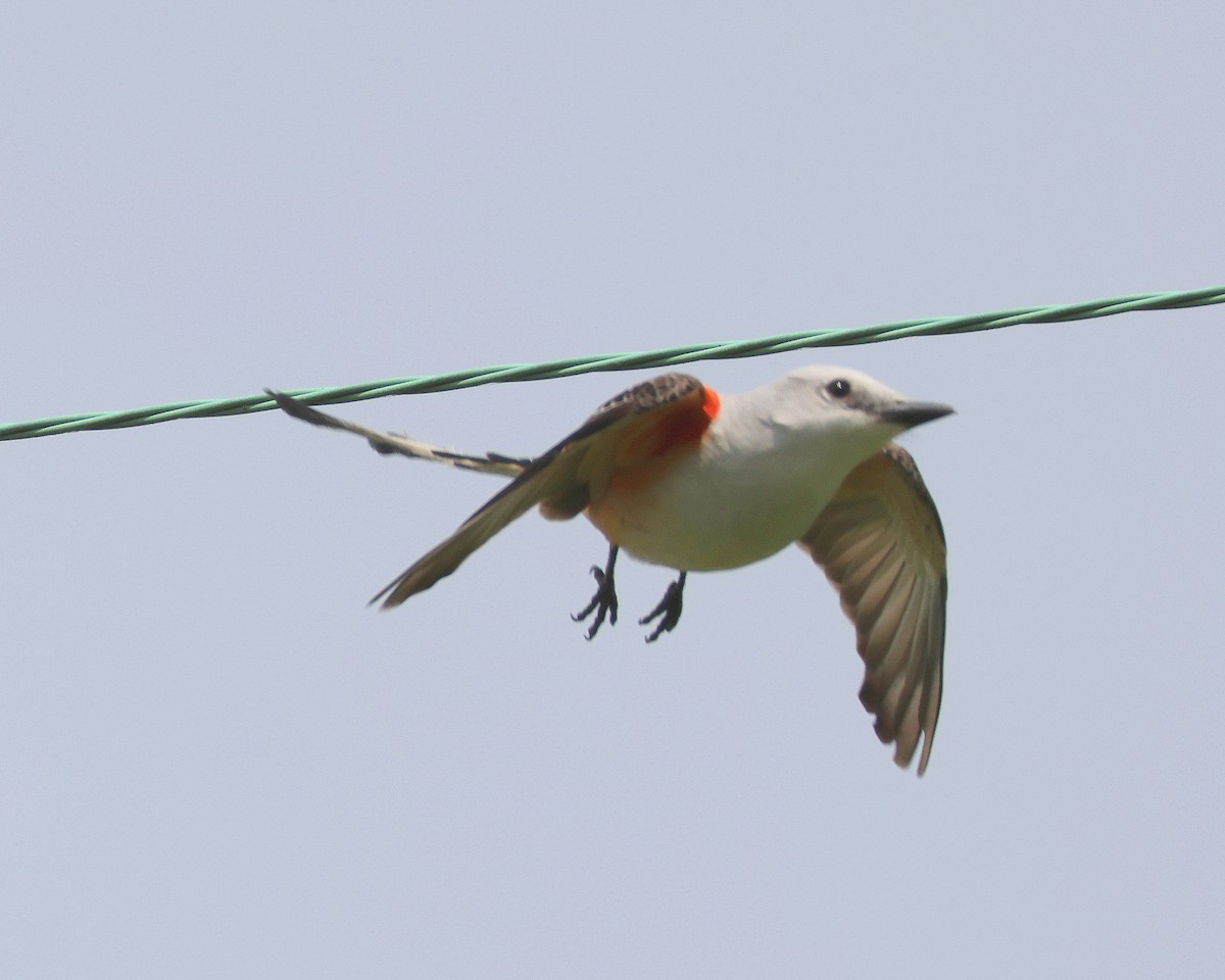 Scissor-tailed Flycatcher - Rick Kittinger