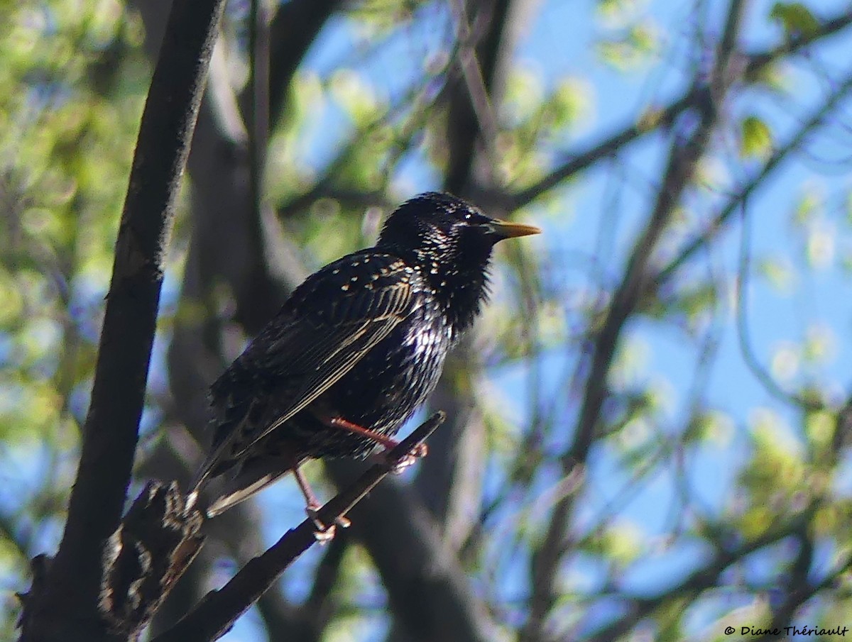 European Starling - ML618637369