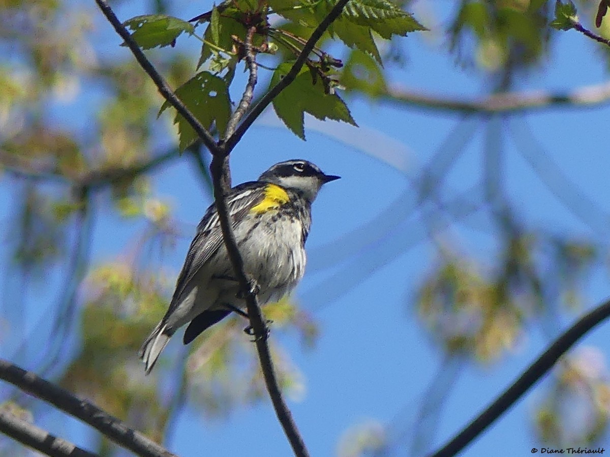 Yellow-rumped Warbler - ML618637423