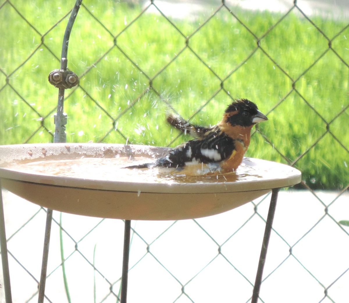 Black-headed Grosbeak - Sylvia Maulding