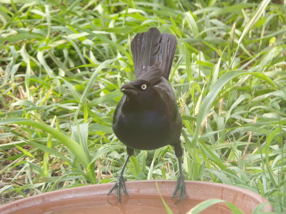 Common Grackle - Texas Bird Family