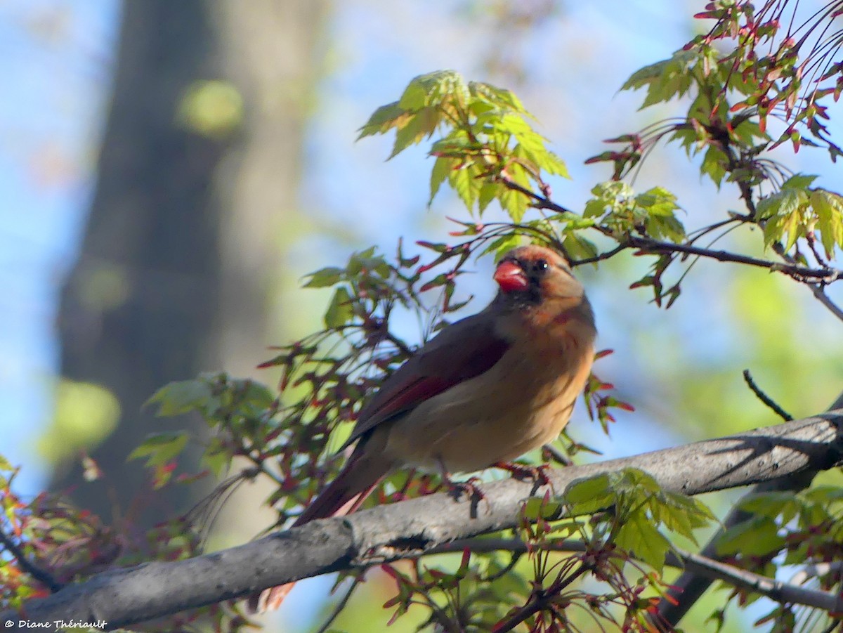 Northern Cardinal - ML618637466