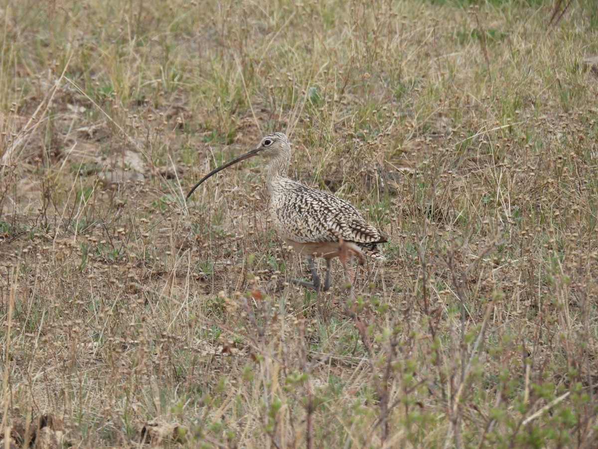 Long-billed Curlew - ML618637469