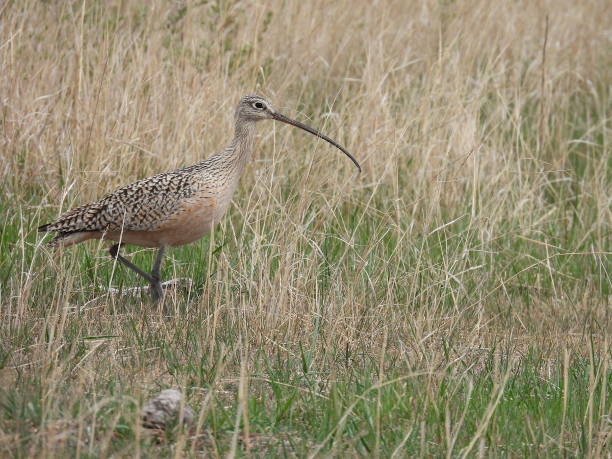 Long-billed Curlew - ML618637470